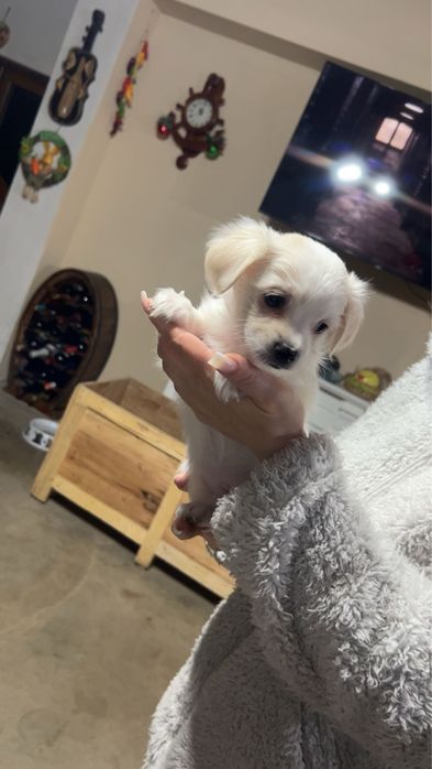 Bichon maltez de vanzare