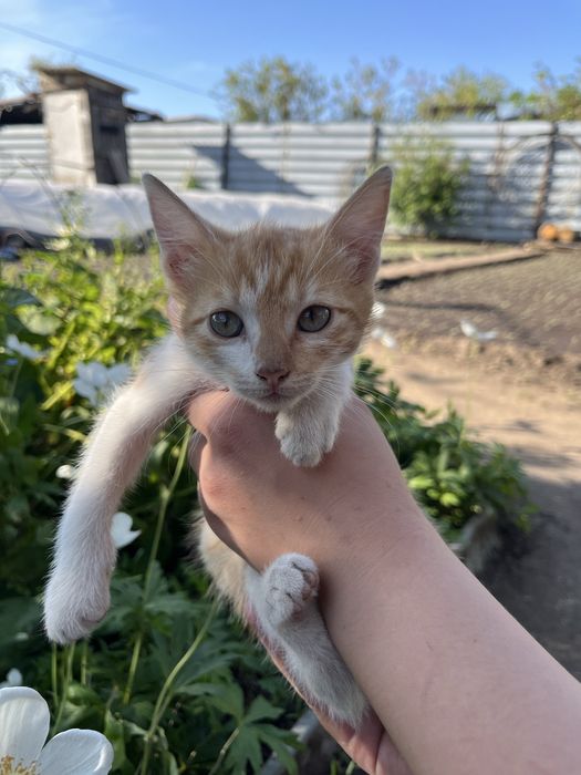 Отдам котят в хорошие руки