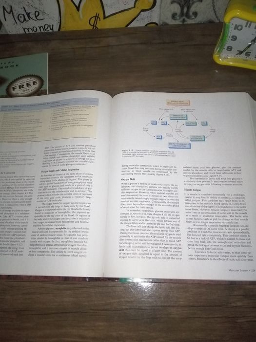 Книга "Anatomy and Physiologiy"