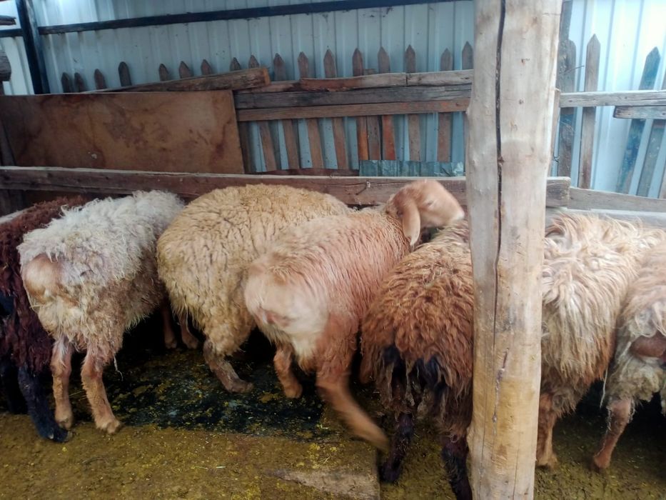 Семіз қой сатылады