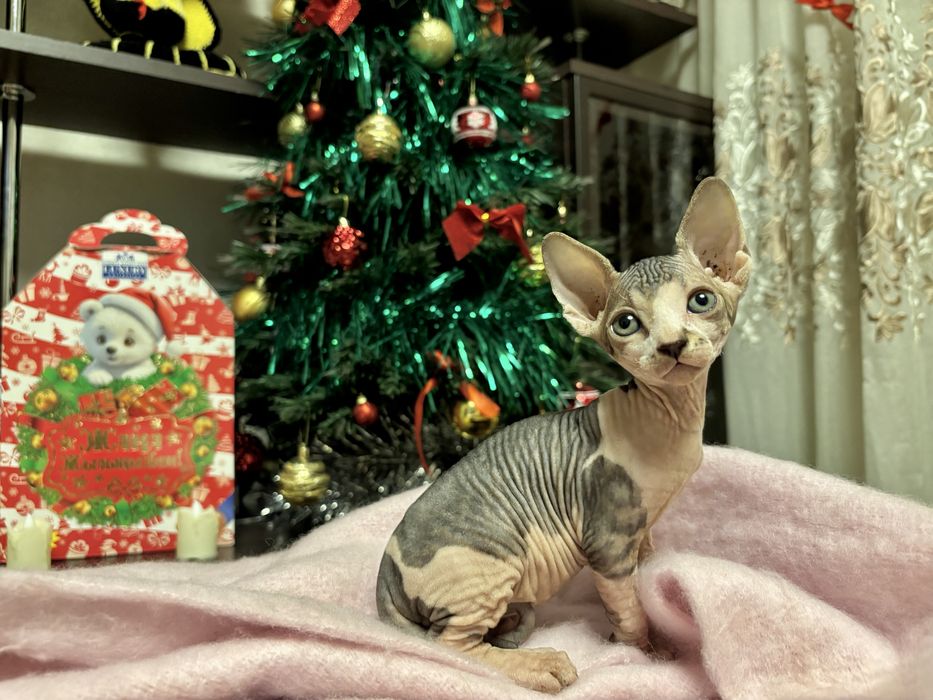 Продам котят канадского сфинкса