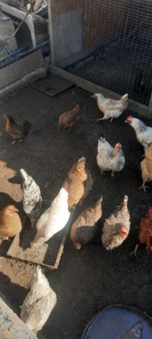 Тауықтар адлер кушин