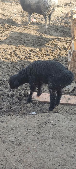 Козы сатилади 55 000