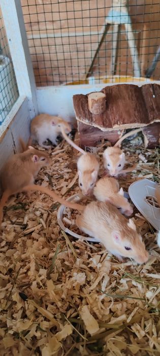 Veverițe gebril de vanzare