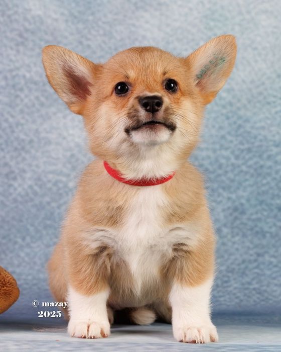 Щенки вельш корги пемброк