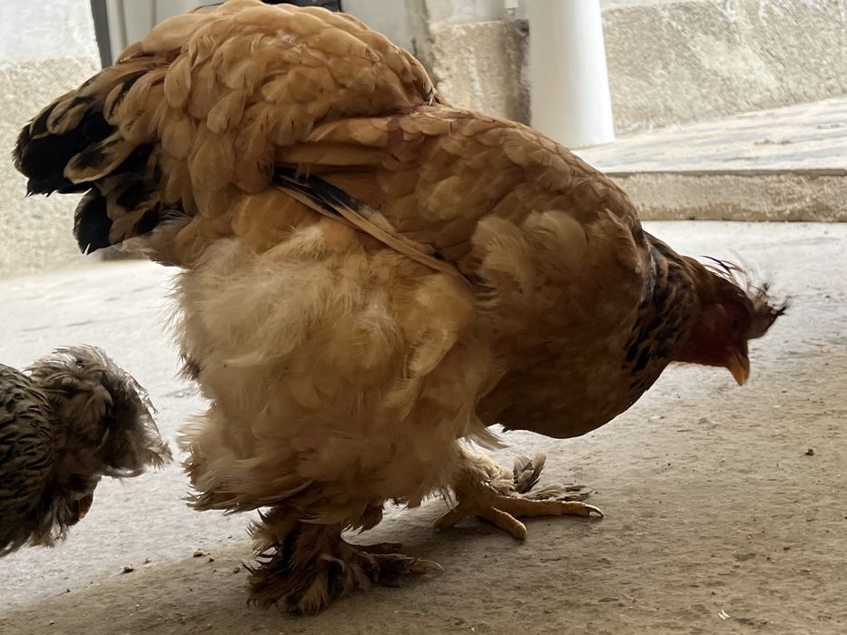 Brama tovuqlar sotiladi endi tuxumga kiryapti