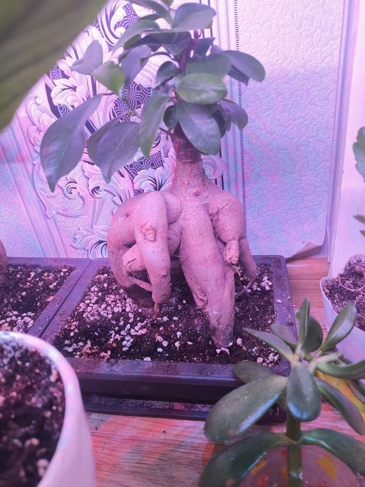 Продам бонсай микрокарпа