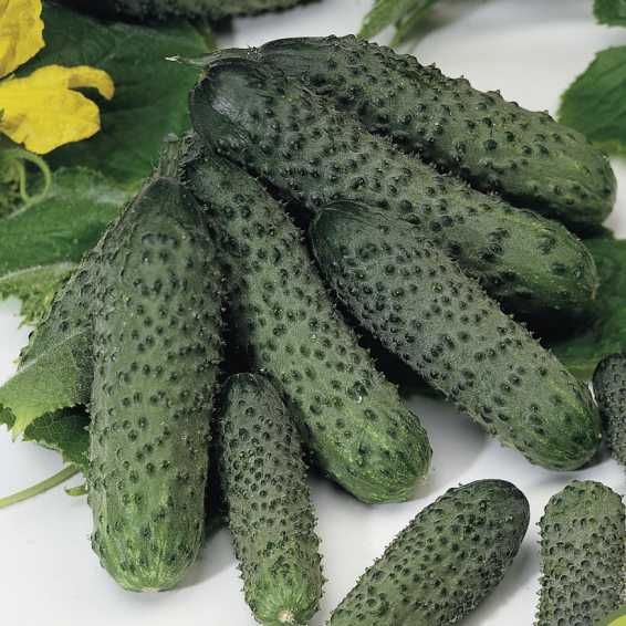 Семена огурцов Cucumber Pasalimo