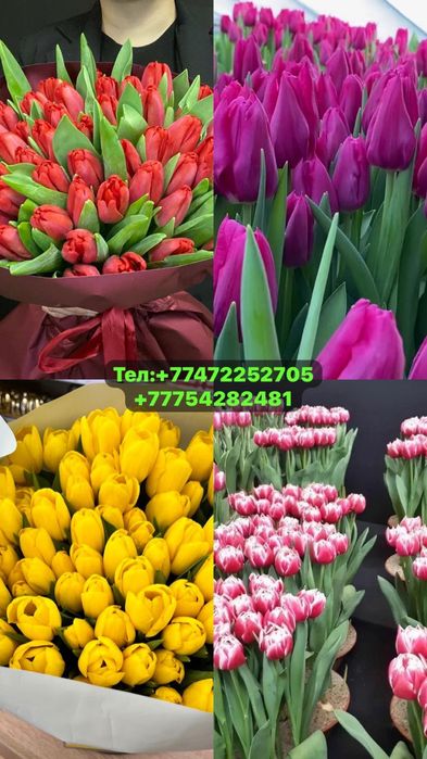 Тюльпаны оптом и в розницу