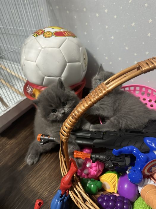 Продаются котята Британцы…