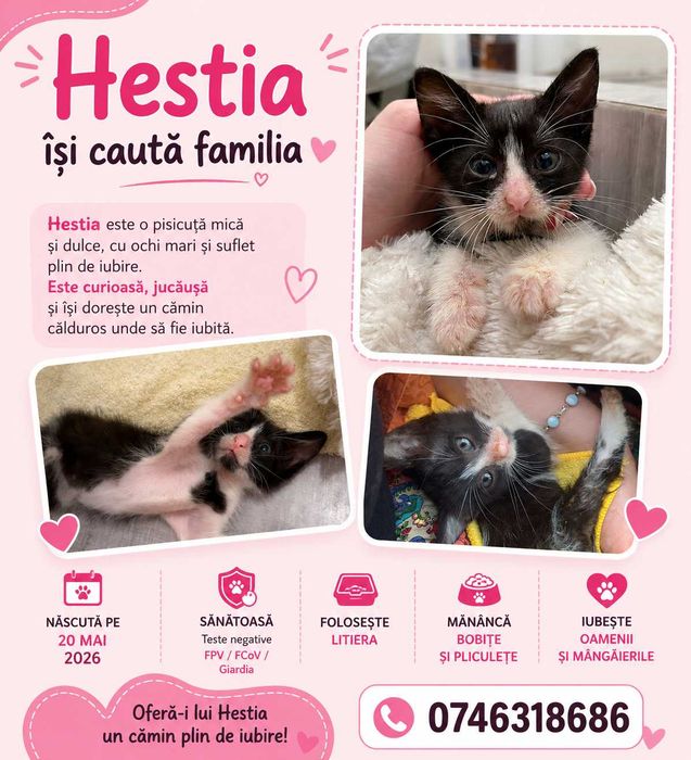 Pui de pisica spre adoptie