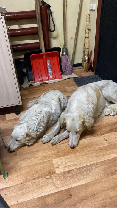 Мальчик ищет дом