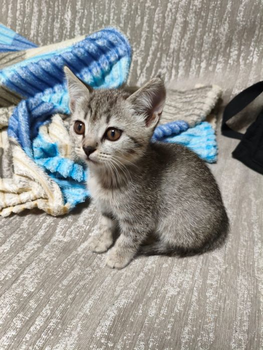 Отдам котенка в добрые руки