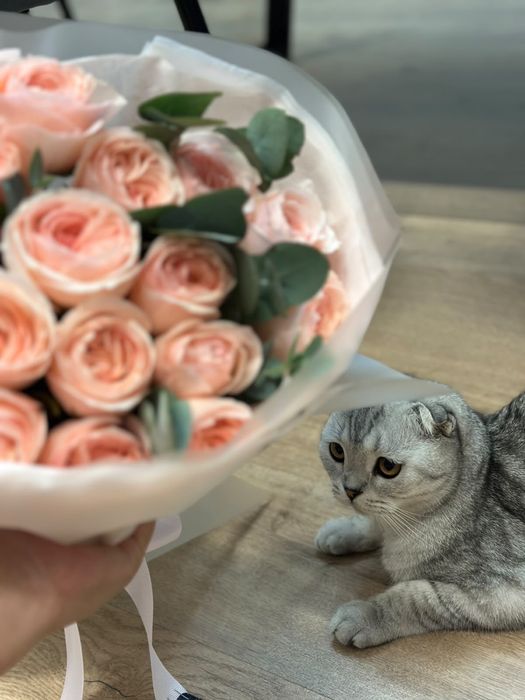 Шатландская вислоухая