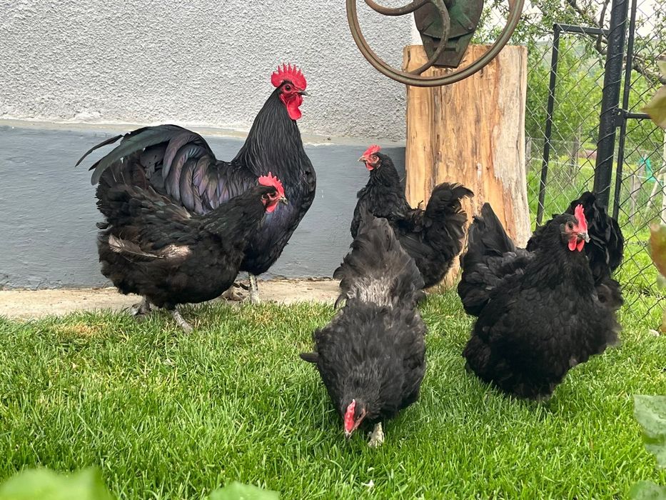 Găini Australorp