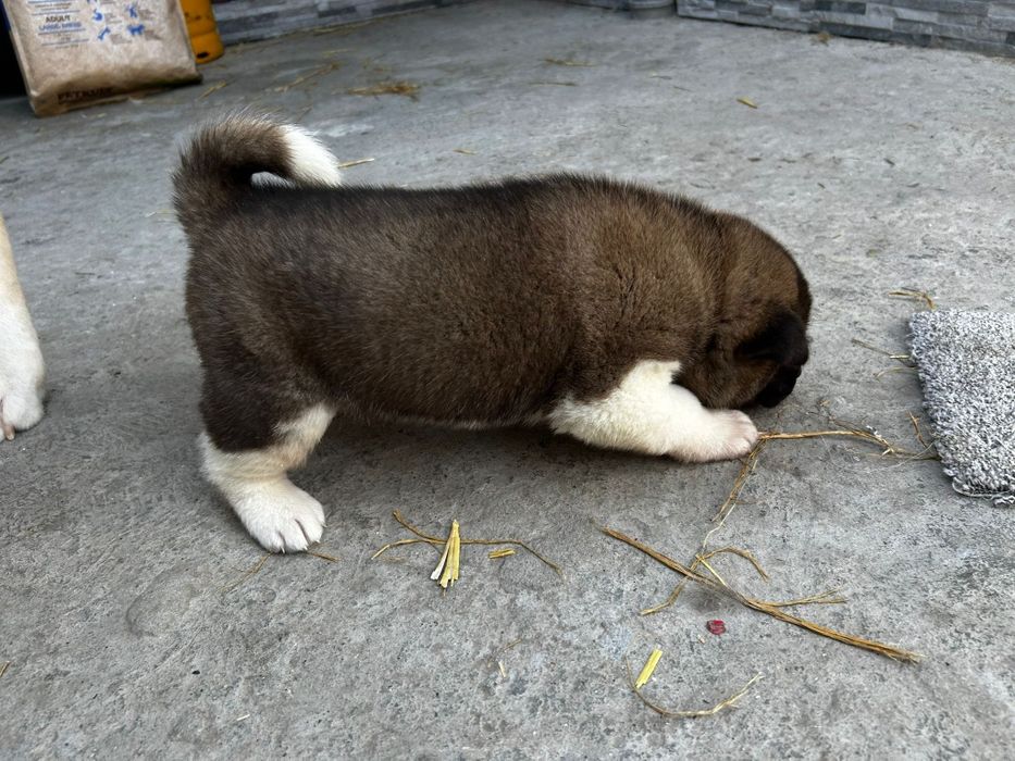 Akita American disponibili  Iasi