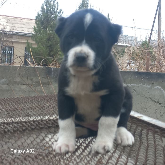 Тоза туркман Алабай сотилади 40кунли