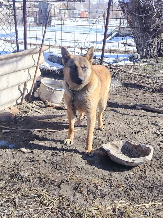 Продам собаку овчарка