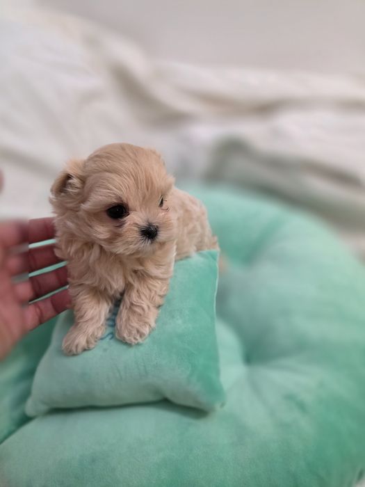 Maltipoo teacup, mini toy