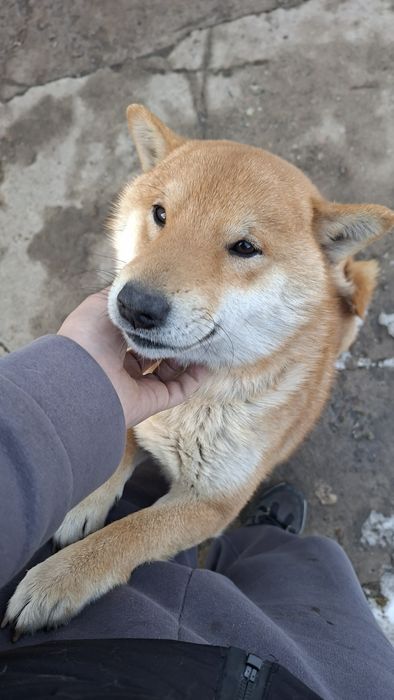 Мальчик Сиба-ину Племенной с документами