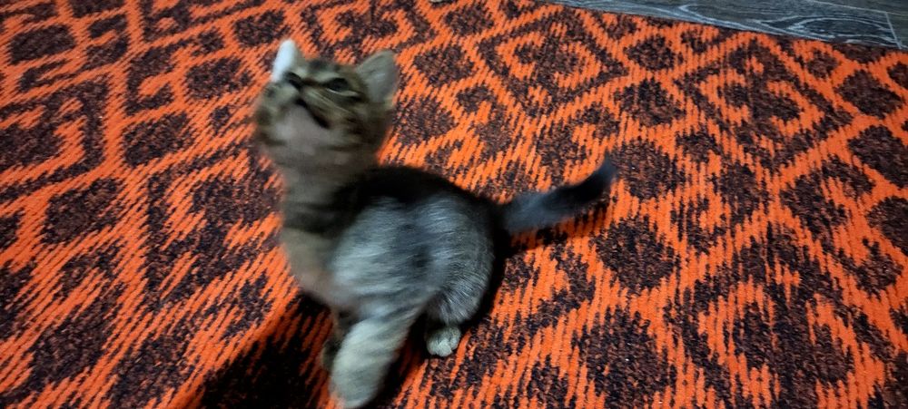 Vaginaning qanday ishlashining fotosurati