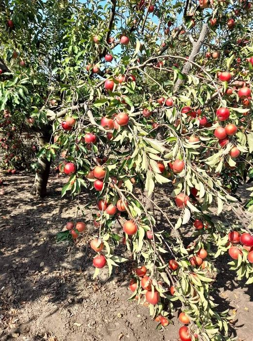 Дава се под наем Земеделски имот в Балчик -  кв.м за 51 € - Снимка #5