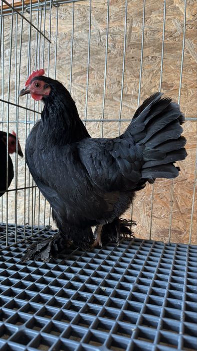 Pitice rasa de gaini pitica incaltata Mii de flori negru