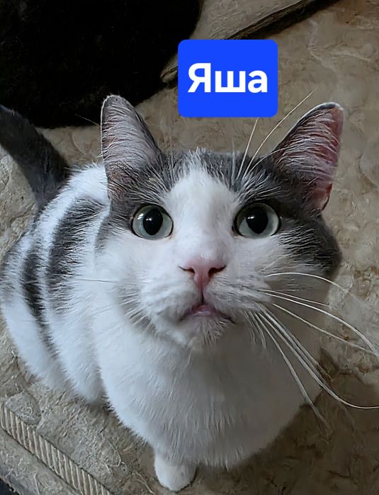 Котик Яша, переживший предательство