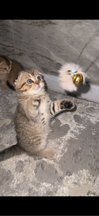 Скотиш фолд табби шиншилла мальчик 2 месяца