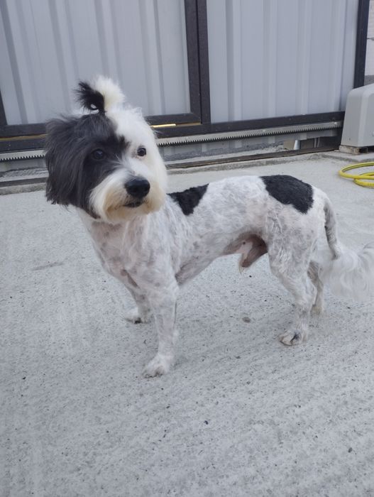 Tund căței de talie mica și pisici