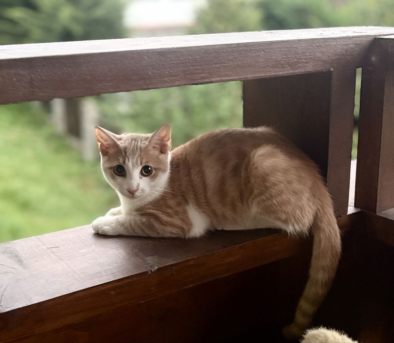 Motanel  de dat spre adoptie.