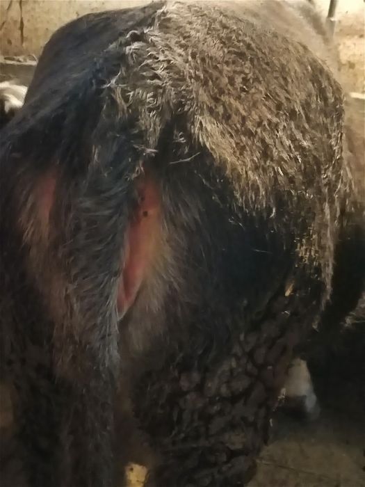 Байланган семиз тайыншалар сатылады