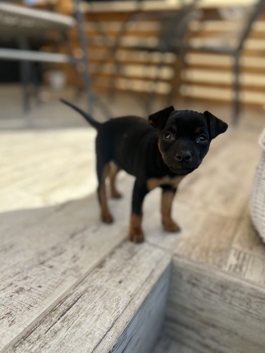 Donez Pinscher pitic ,rasã purã,femelã