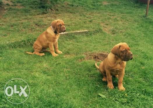 зоомагазин Роди Варна