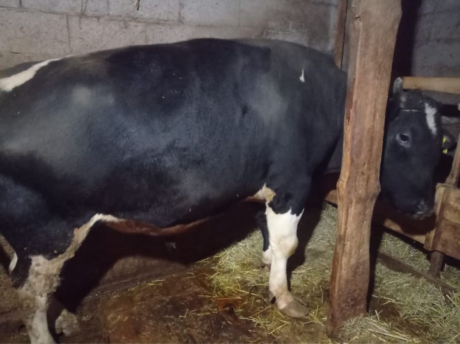 Бык , чистокровный голштинец