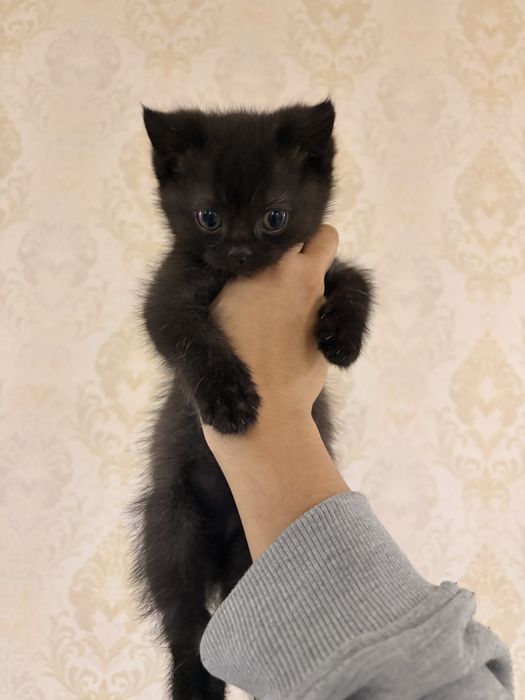 Скотиш страйт 2 месяца мальчик