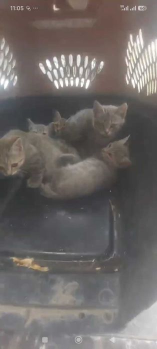 Котята крысоловы ищут дом