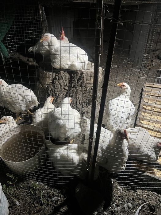 Продам куруе бролеры