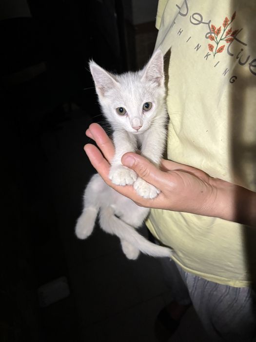 Turetskiy angora va bolalari