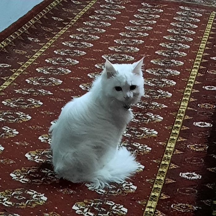 Онаси турк ангора отаси Вислоуха