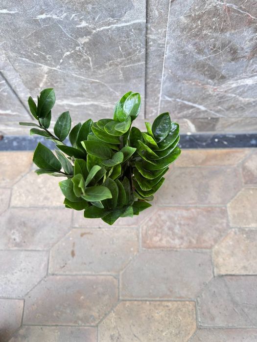 Замиокулькас долларовое дерево