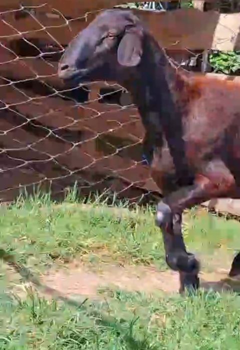 Зотли тоза хусори каштан куй сотилади