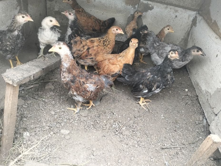 Продам цыплят домашних