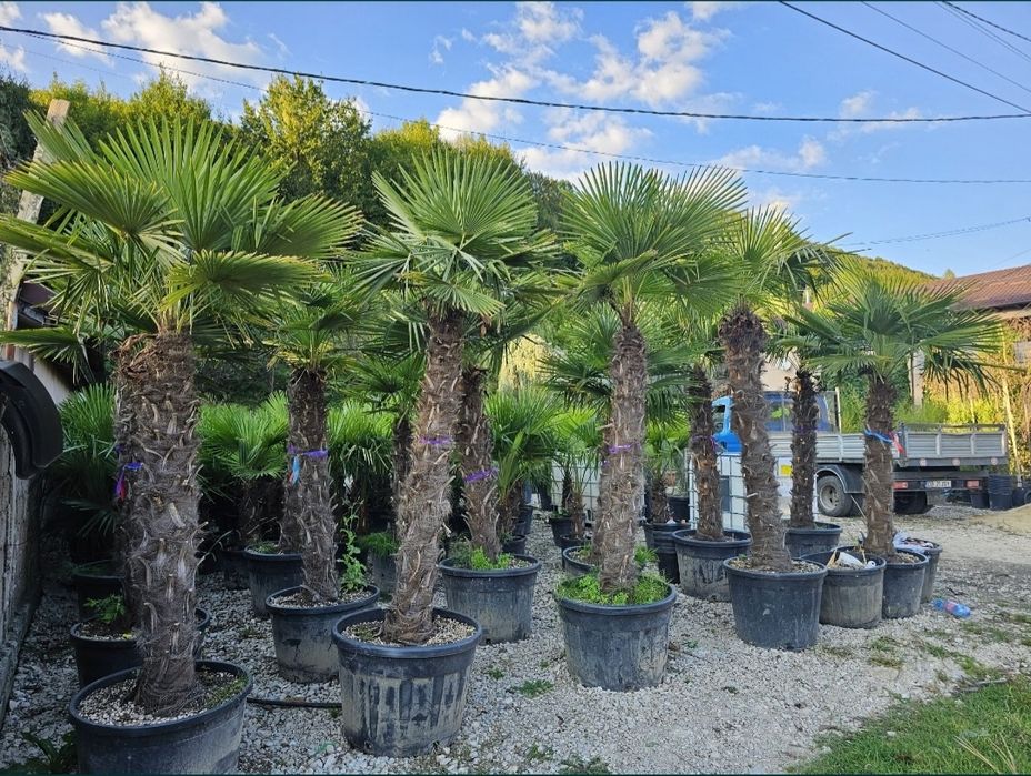Plante exotice palmieri Trachycarpus Fortunei, magnolie, măslin, cedru