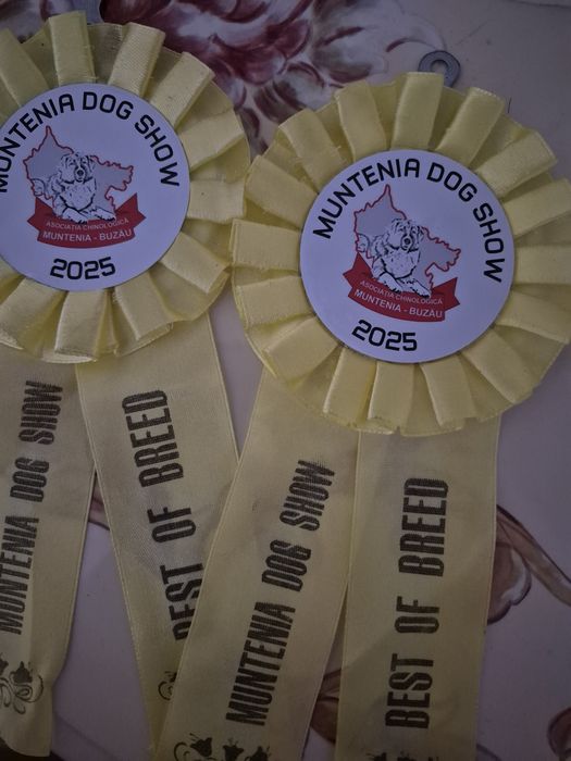 Fetita cu pedigree din părinți campioni