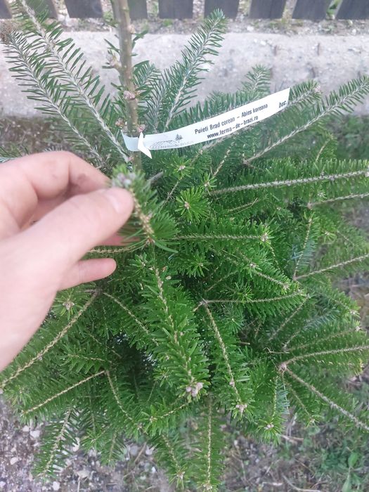 Brad corean Abies koreana cu balot de sol-calibru 60-80cm