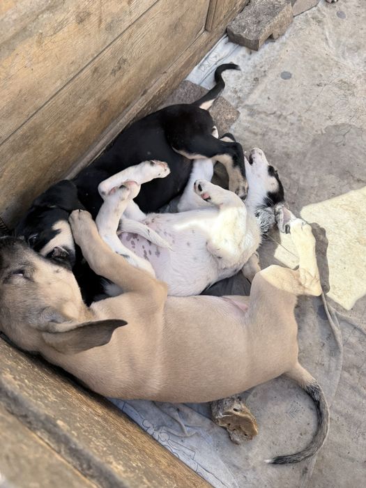 Щенки в добрые руки
