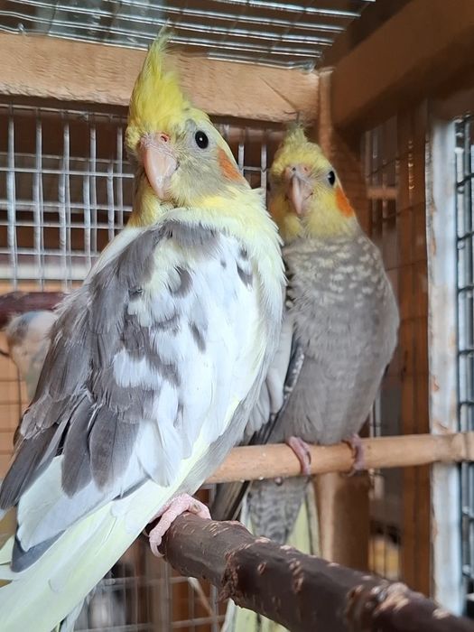 Корелла 3-5 месяца,