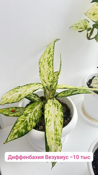Диффенбахия шикарное комнатное растение