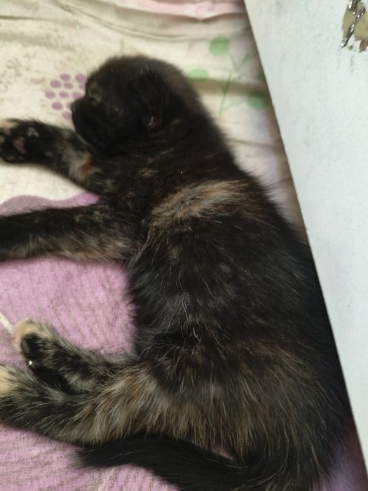 Отдам маленьких котят